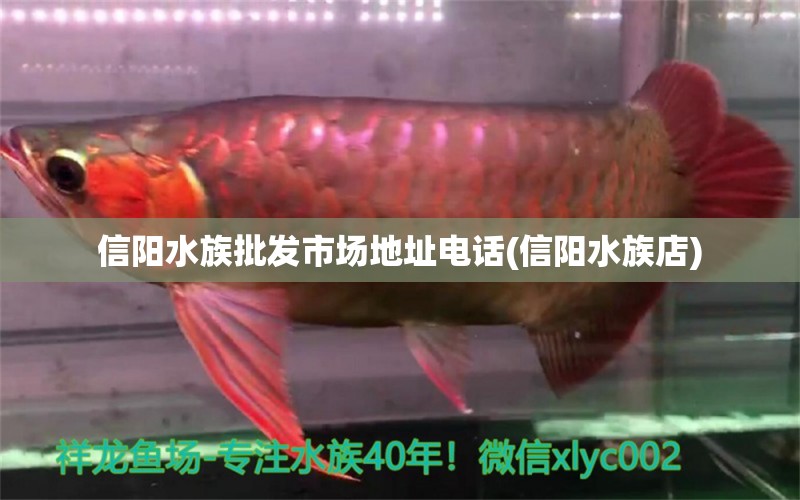 信陽(yáng)水族批發(fā)市場(chǎng)地址電話(信陽(yáng)水族店) 觀賞魚(yú)水族批發(fā)市場(chǎng)