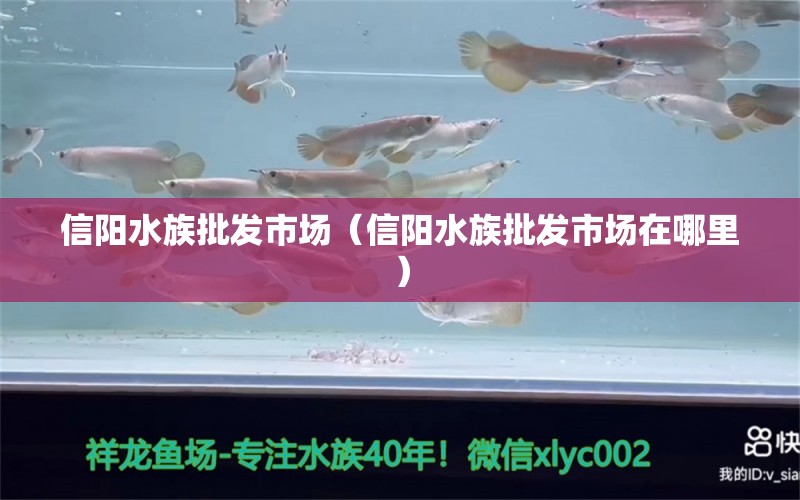 信陽(yáng)水族批發(fā)市場(chǎng)（信陽(yáng)水族批發(fā)市場(chǎng)在哪里）