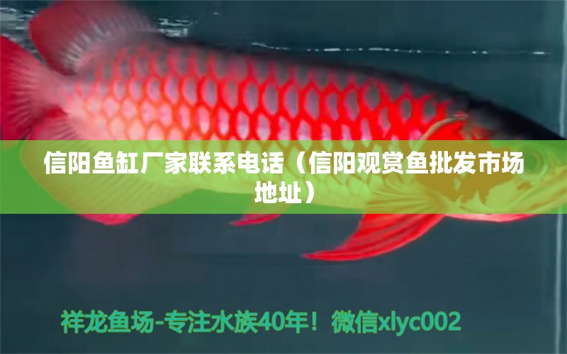 信陽魚缸廠家聯(lián)系電話（信陽觀賞魚批發(fā)市場地址）