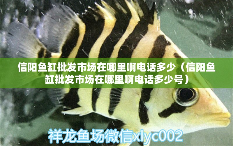 信陽魚缸批發(fā)市場在哪里啊電話多少（信陽魚缸批發(fā)市場在哪里啊電話多少號） 野彩魚