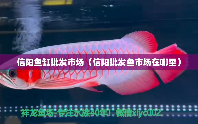 信陽(yáng)魚(yú)缸批發(fā)市場(chǎng)（信陽(yáng)批發(fā)魚(yú)市場(chǎng)在哪里）