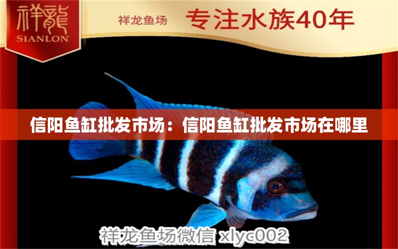 信陽魚缸批發(fā)市場：信陽魚缸批發(fā)市場在哪里 全國觀賞魚市場 第3張