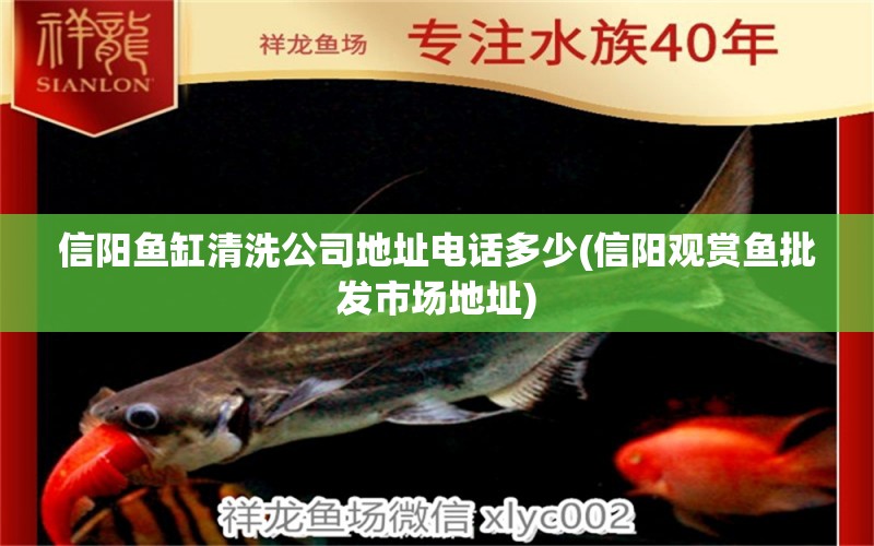 信陽(yáng)魚(yú)缸清洗公司地址電話多少(信陽(yáng)觀賞魚(yú)批發(fā)市場(chǎng)地址) 觀賞魚(yú)批發(fā) 第1張