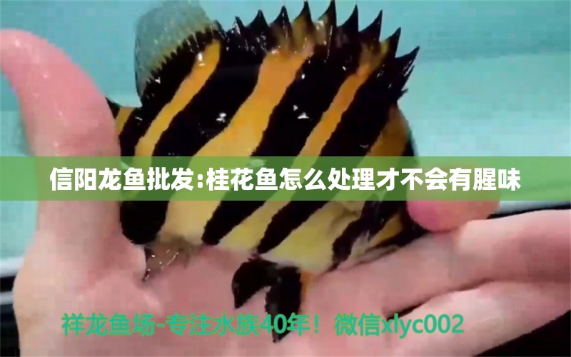 信陽(yáng)龍魚(yú)批發(fā):桂花魚(yú)怎么處理才不會(huì)有腥味 龍魚(yú)批發(fā)