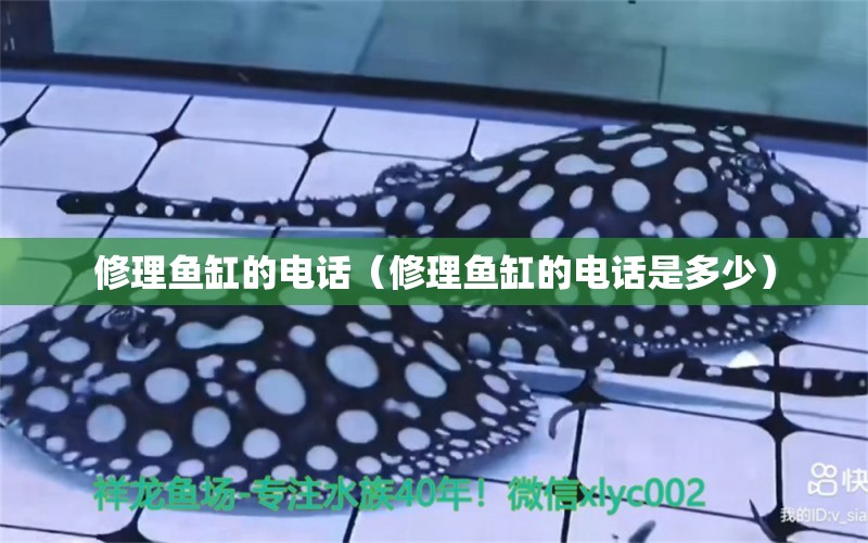 修理魚缸的電話（修理魚缸的電話是多少） 其他品牌魚缸