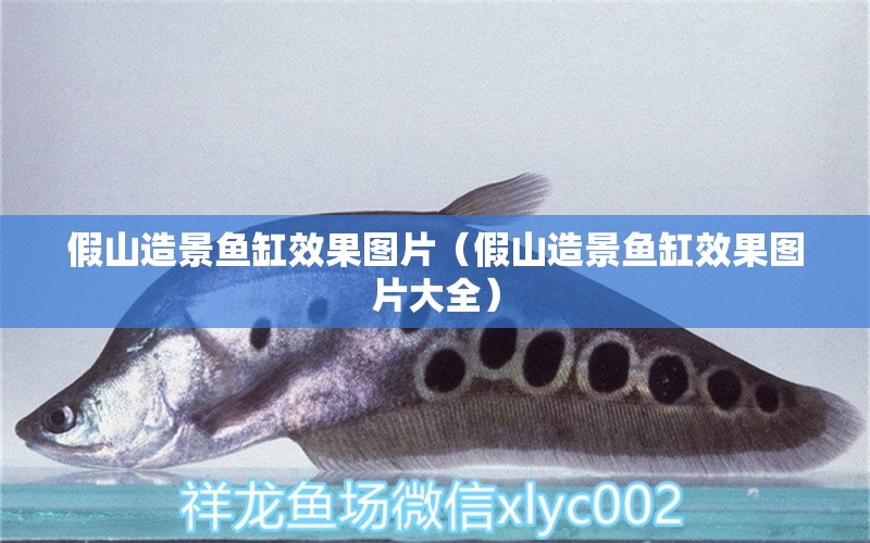 假山造景魚缸效果圖片（假山造景魚缸效果圖片大全）