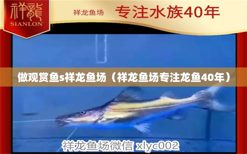 做觀賞魚s祥龍魚場(chǎng)（祥龍魚場(chǎng)專注龍魚40年）