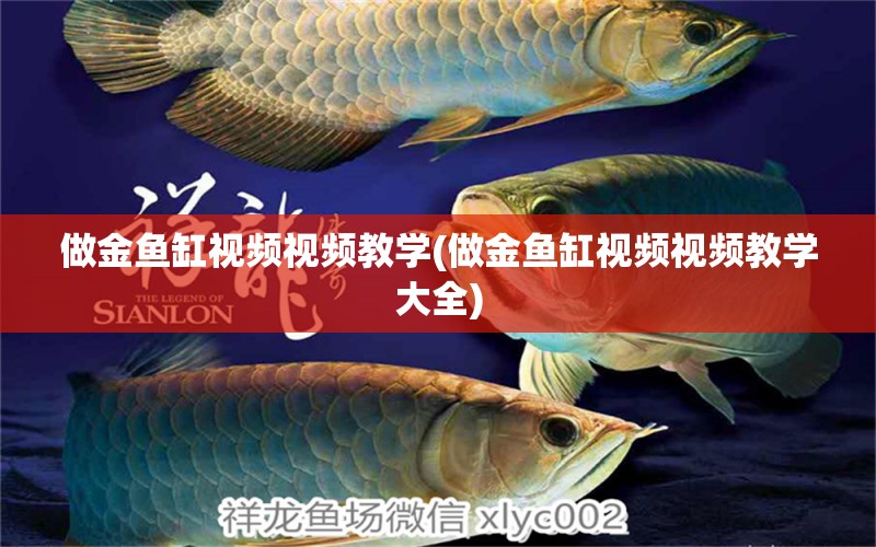 做金魚缸視頻視頻教學(xué)(做金魚缸視頻視頻教學(xué)大全)