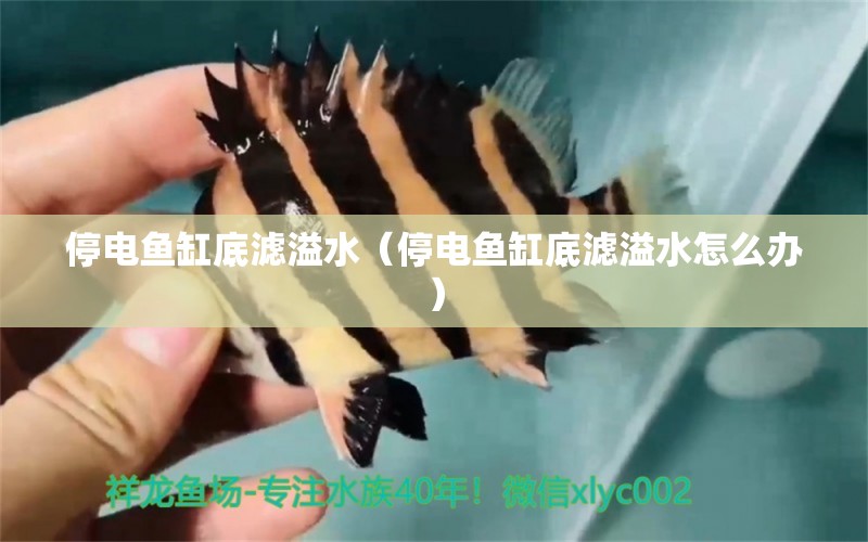 停電魚(yú)缸底濾溢水（停電魚(yú)缸底濾溢水怎么辦）