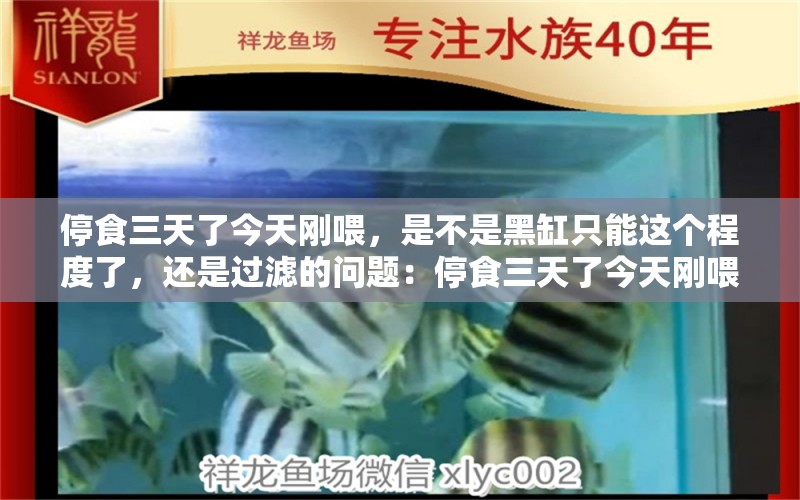 停食三天了今天剛喂，是不是黑缸只能這個(gè)程度了，還是過濾的問題：停食三天了今天剛喂 觀賞魚論壇 第2張