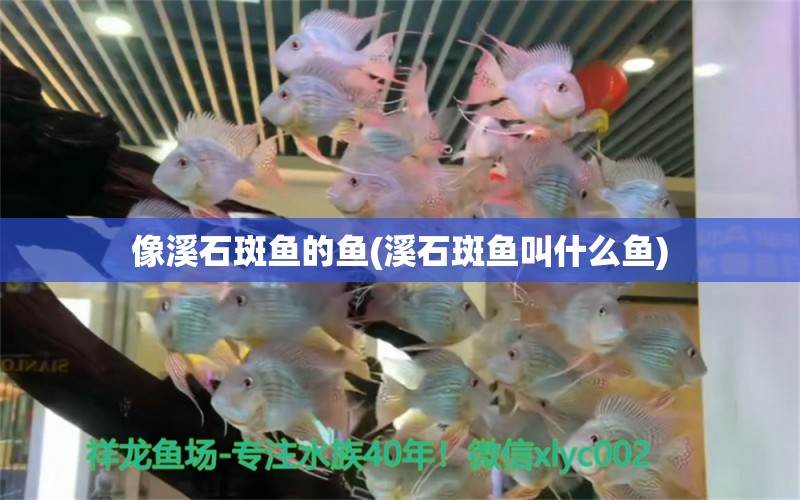 像溪石斑魚的魚(溪石斑魚叫什么魚)