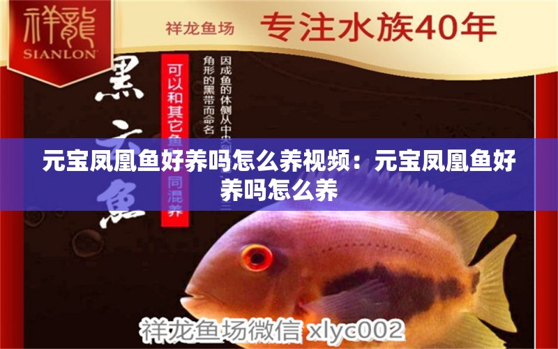 元寶鳳凰魚好養(yǎng)嗎怎么養(yǎng)視頻：元寶鳳凰魚好養(yǎng)嗎怎么養(yǎng) 進口元寶鳳凰魚 第2張