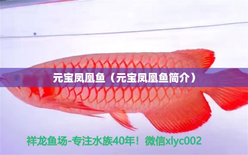 元寶鳳凰魚（元寶鳳凰魚簡介）