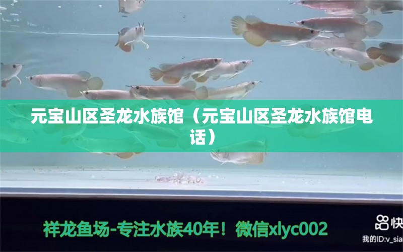 元寶山區(qū)圣龍水族館（元寶山區(qū)圣龍水族館電話）