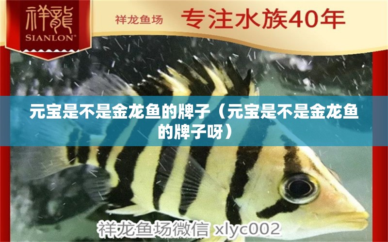 元寶是不是金龍魚的牌子（元寶是不是金龍魚的牌子呀）