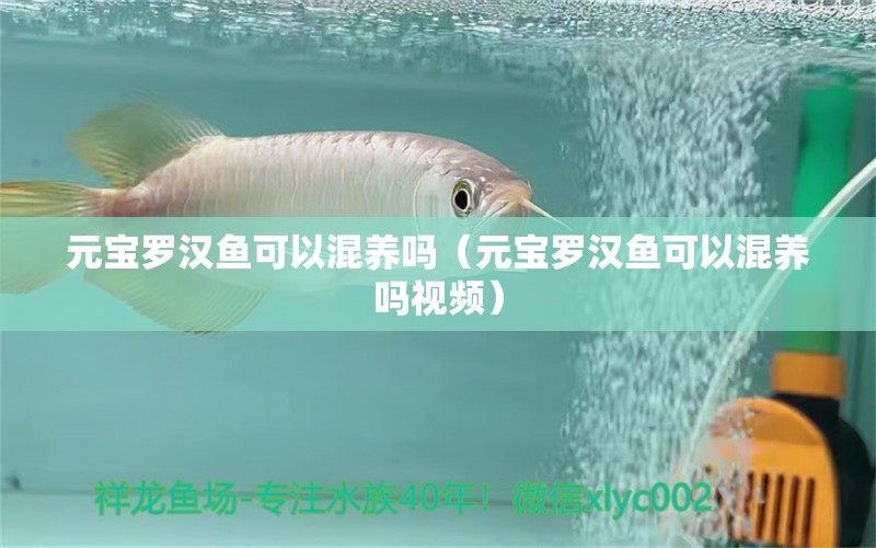 元寶羅漢魚可以混養(yǎng)嗎（元寶羅漢魚可以混養(yǎng)嗎視頻） 羅漢魚