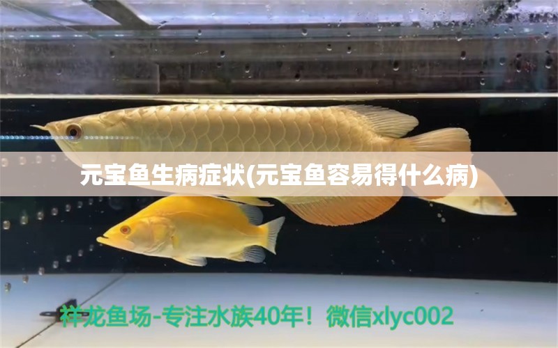 元寶魚(yú)生病癥狀(元寶魚(yú)容易得什么病) 水草