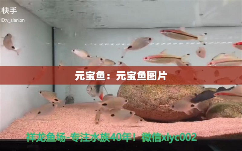 元寶魚：元寶魚圖片