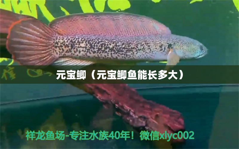 元寶鯽（元寶鯽魚能長多大）