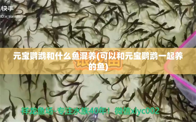 元寶鸚鵡和什么魚混養(yǎng)(可以和元寶鸚鵡一起養(yǎng)的魚) 鸚鵡魚