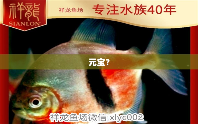 元寶？ 觀賞魚論壇 第5張