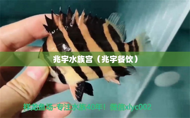 兆宇水族宮（兆宇餐飲） 全國(guó)水族館企業(yè)名錄