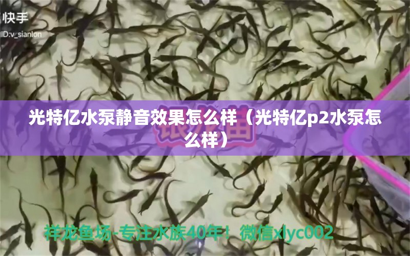 光特億水泵靜音效果怎么樣（光特億p2水泵怎么樣） 光特億