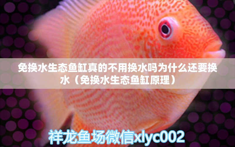 免換水生態(tài)魚缸真的不用換水嗎為什么還要換水（免換水生態(tài)魚缸原理）