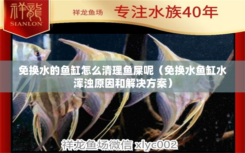 免換水的魚缸怎么清理魚屎呢（免換水魚缸水渾濁原因和解決方案） 和尚魚