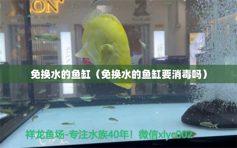 免換水的魚缸（免換水的魚缸要消毒嗎）