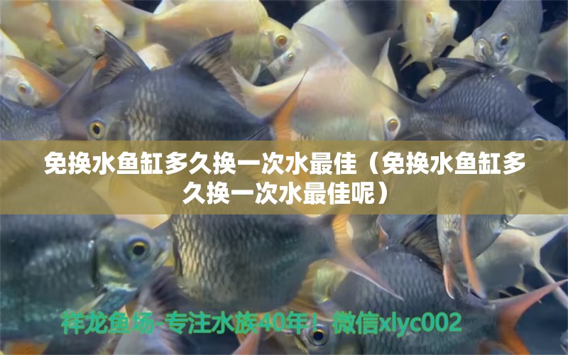 免換水魚缸多久換一次水最佳（免換水魚缸多久換一次水最佳呢）