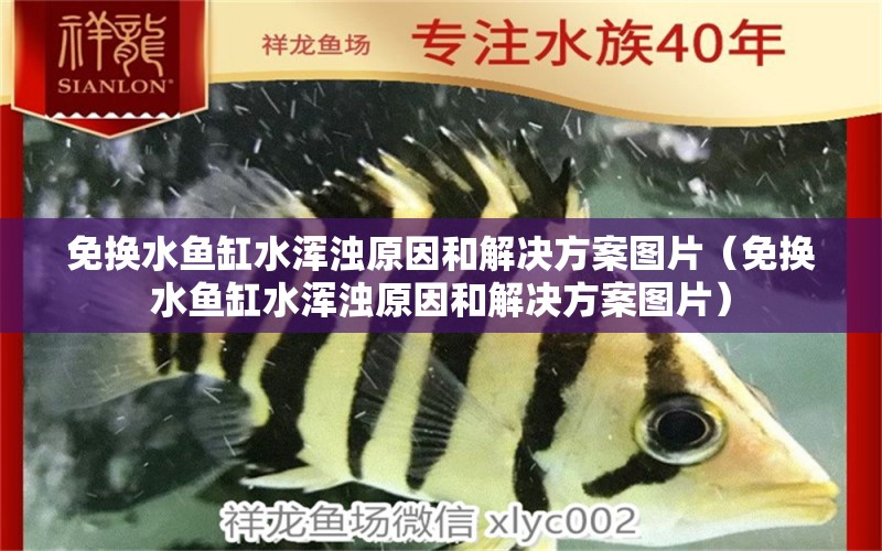 免換水魚缸水渾濁原因和解決方案圖片（免換水魚缸水渾濁原因和解決方案圖片） 黃金貓魚