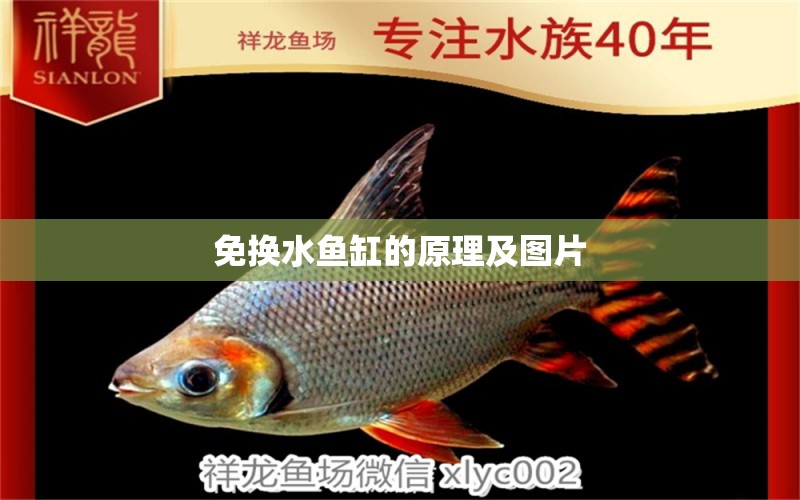 免換水魚缸的原理及圖片