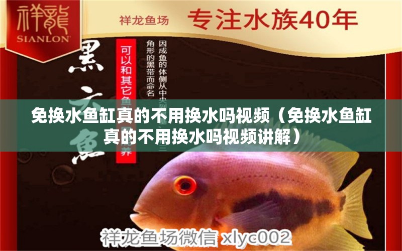 免換水魚缸真的不用換水嗎視頻（免換水魚缸真的不用換水嗎視頻講解）