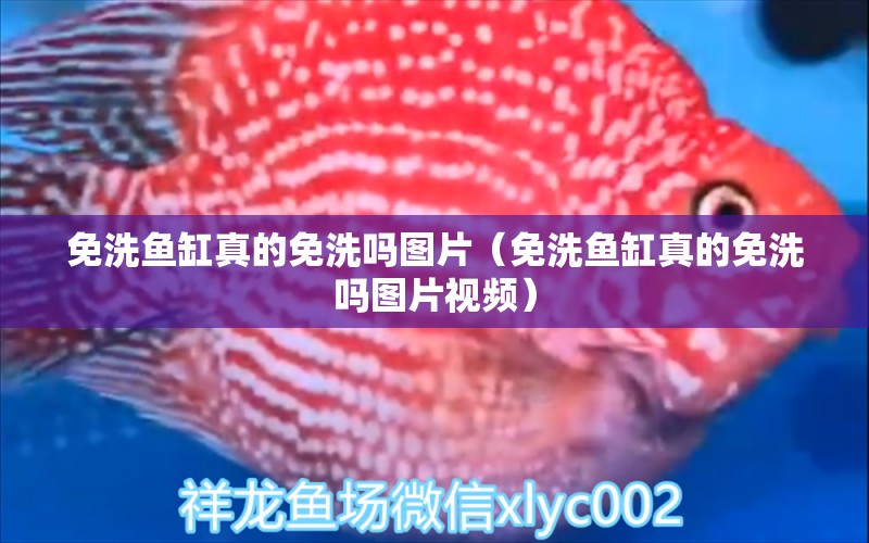 免洗魚缸真的免洗嗎圖片（免洗魚缸真的免洗嗎圖片視頻） 沖氧泵