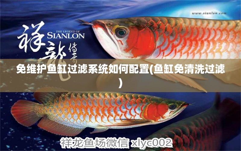 免維護魚缸過濾系統(tǒng)如何配置(魚缸免清洗過濾) 泰國虎魚 第1張