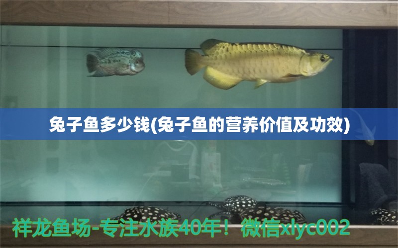 兔子魚(yú)多少錢(qián)(兔子魚(yú)的營(yíng)養(yǎng)價(jià)值及功效) 觀賞魚(yú) 第2張