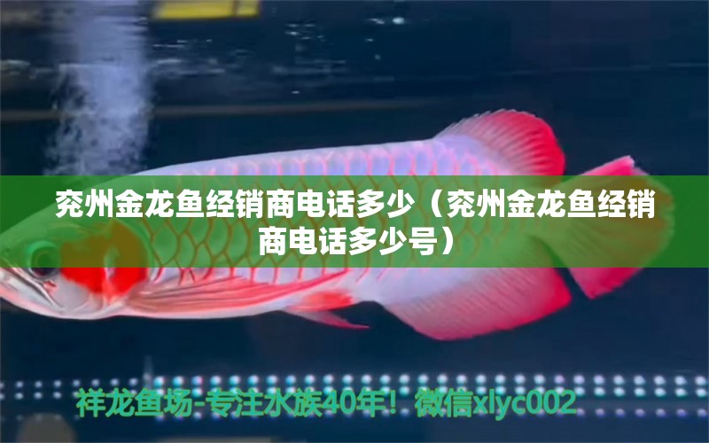 兗州金龍魚經(jīng)銷商電話多少（兗州金龍魚經(jīng)銷商電話多少號）