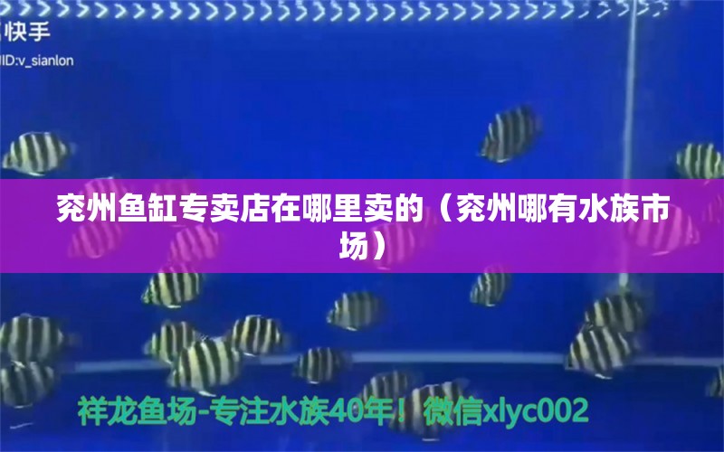 兗州魚缸專賣店在哪里賣的（兗州哪有水族市場）