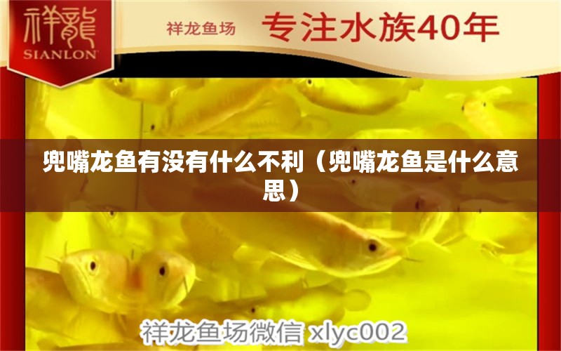 兜嘴龍魚(yú)有沒(méi)有什么不利（兜嘴龍魚(yú)是什么意思）