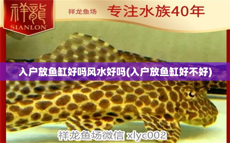 入戶放魚缸好嗎風(fēng)水好嗎(入戶放魚缸好不好) 魚缸風(fēng)水 第1張