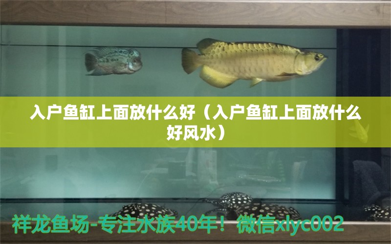 入戶魚缸上面放什么好（入戶魚缸上面放什么好風水）