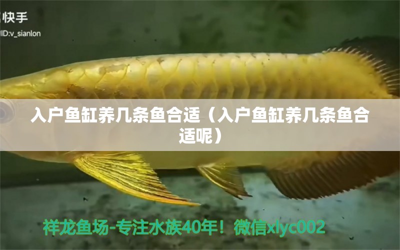 入戶魚缸養(yǎng)幾條魚合適（入戶魚缸養(yǎng)幾條魚合適呢）