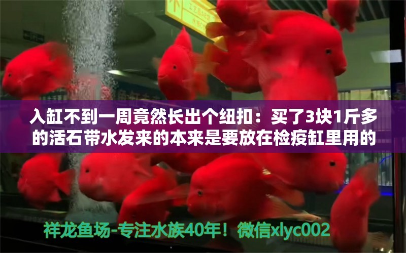 入缸不到一周竟然長出個紐扣：買了3塊1斤多的活石帶水發(fā)來的本來是要放在檢疫缸里用的 觀賞魚論壇 第2張