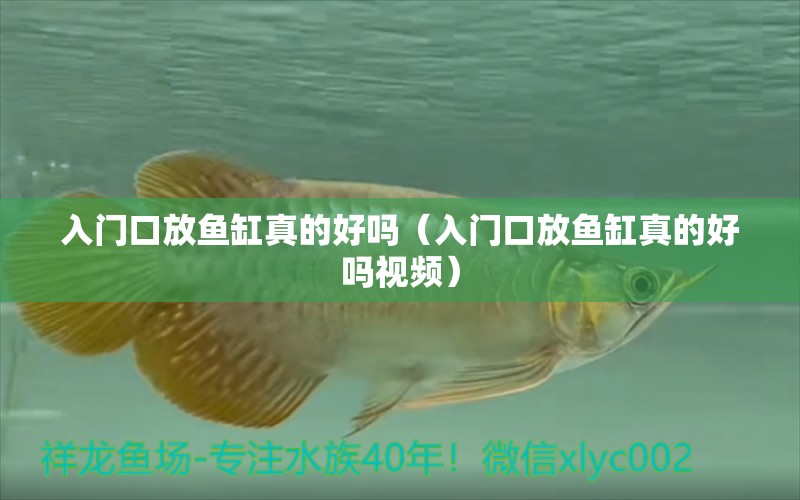 入門口放魚缸真的好嗎（入門口放魚缸真的好嗎視頻）