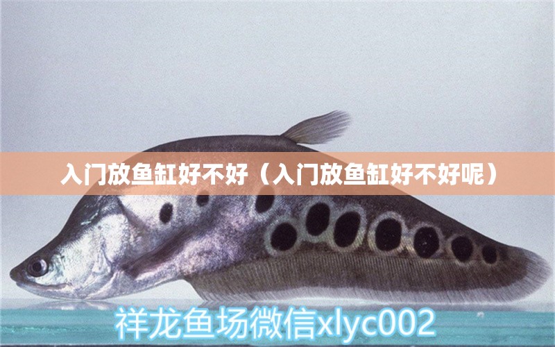 入門放魚缸好不好（入門放魚缸好不好呢）