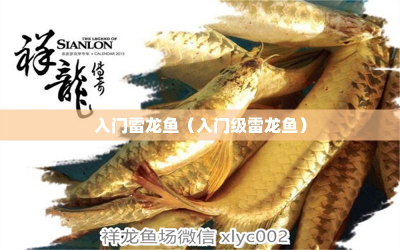 入門雷龍魚（入門級雷龍魚） 廣州龍魚批發(fā)市場