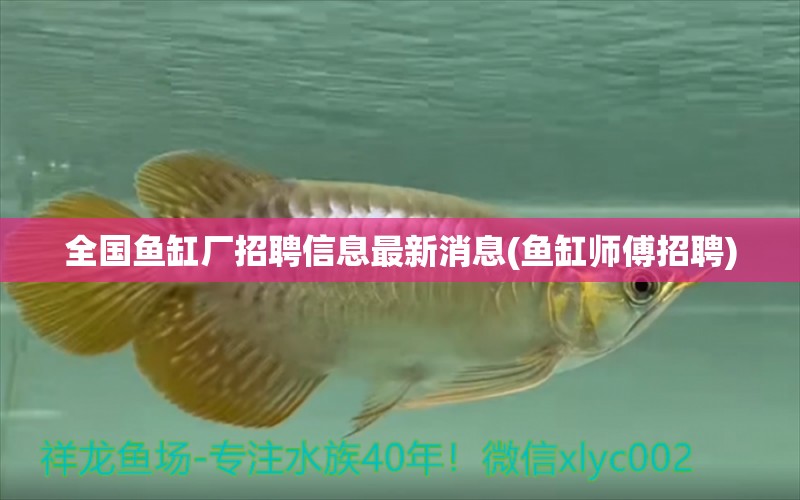 全國魚缸廠招聘信息最新消息(魚缸師傅招聘) 觀賞魚水族批發(fā)市場