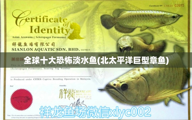 全球十大恐怖淡水魚(yú)(北太平洋巨型章魚(yú)) 觀賞魚(yú) 第1張