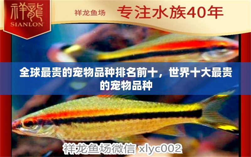 全球最貴的寵物品種排名前十，世界十大最貴的寵物品種 龍魚(yú)百科